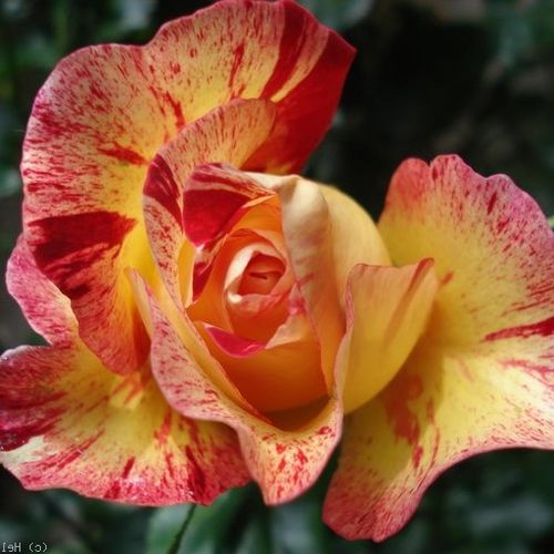 Žlutá - bordova - Stromkové růže, květy kvetou ve skupinkách - stromková růže s keřovitým tvarem koruny